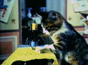 猫咪 缝纫机 可爱 聪明