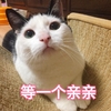 萌宠 猫星人 等一个亲亲 开心 呆萌 可爱