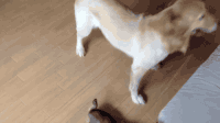 狗狗 摇尾巴 猫咪 追逐 牵引