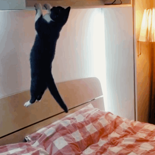 喵星人 萌宠 可爱 猫咪