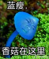 人脸 草地 蓝瘦 香菇在这里