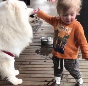 狗狗 宝宝 可爱 玩耍