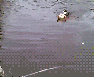 狗狗 猫咪 游泳 温馨