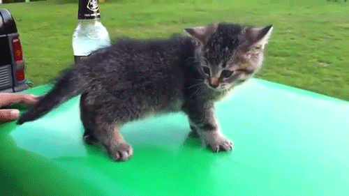 猫咪 酒瓶 滑倒 草地