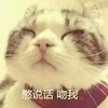 猫咪 可爱 毛茸茸 吻我