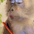 猩猩 动物 可爱 卖萌 搞笑