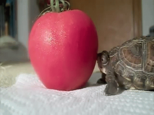 乌龟 西红柿 可爱 轻咬