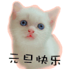 元旦快乐 猫咪 大眼睛 萌宠