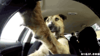 狗狗 开车 厉害  呆萌  吐舌头