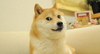 doge 大狗 沙发 可爱