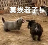 萌宠 汪星人 莫挨老子 走开 搞怪 逗