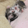 小猫 猫 可爱的 疏导的小猫 mako0mako0