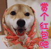 柴犬 赏个红包吧