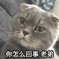 怎么回事 小老弟 猫