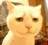 黄色小猫 可爱 人脸猫 金馆长