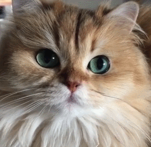猫咪 绿色眼睛 长毛 可爱