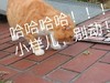 萌宠 喵星人 哈哈哈小样儿 别动 呆萌 可爱