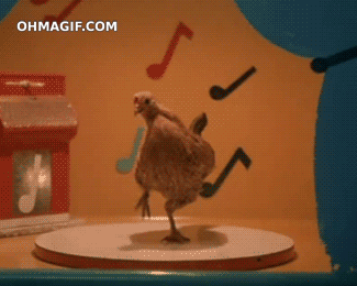 鸡 有趣 舞蹈 跳舞