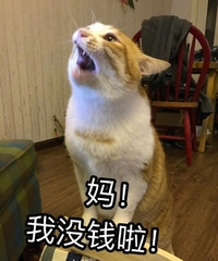 猫咪 可爱 毛茸茸 我没钱啦