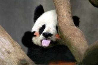 熊猫 可爱 国宝 吐舌头