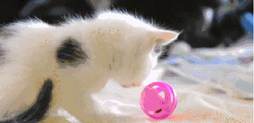 BBC 对猫的发现 猫咪 玩球 纪录片