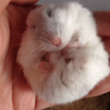 动物 兔子 可爱 呆萌 降生