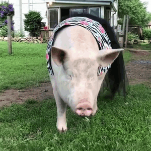猪猪 走路 穿衣 搞笑