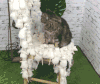 老鼠玩具 猫咪 凳子 蒙了 转头