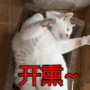 猫咪 喵星人 开熏 搞笑 淘气
