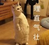 萌宠 猫星人 理直气壮 生气 呆萌 可爱