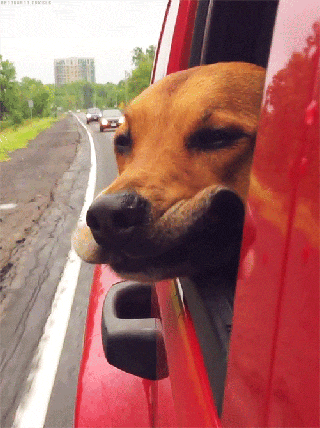 狗狗 坐车 兜风 可爱