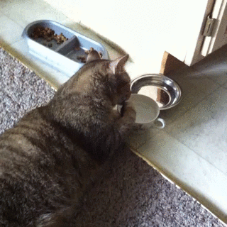 猫咪 喝水 可爱 毛茸茸