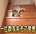 一位群友失去了梦想 猫咪 下台阶 可爱