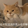 萌宠 猫星人 也不知道我的男人在干嘛 好奇 呆萌 可爱