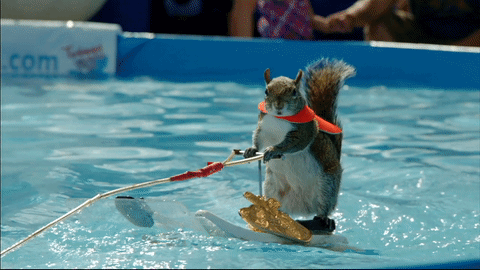 松鼠 squirrel 冲浪 比赛