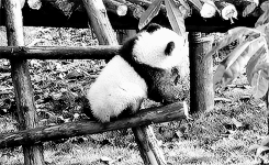 熊 动物 熊猫 动物 幼兽 梯子 熊猫熊 熊猫宝宝 攀登