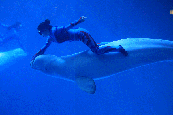 海底 憋气 海豚 可爱
