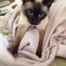 喵星人 暹罗猫 顽皮 可爱 蓝眼睛 猫霸动物
