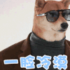 萌宠 汪星人 一脸冷漠 高冷 搞怪 逗