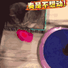 萌宠 猫咪 不想动 打就打吧