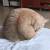 猫咪 忙碌 肥胖 舔毛