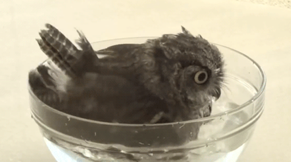 动物 小鸟 洗澡 搞笑 呆萌