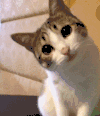 猫咪 歪头 可爱 大眼睛 卖萌