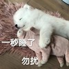 萌宠 汪星人 一秒睡了 勿扰 搞怪 逗