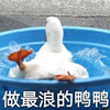 萌宠 小鸭子 最浪的鸭鸭 划水 呆萌 搞怪