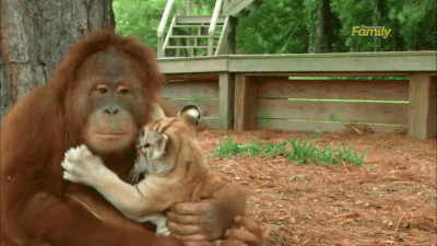 老虎 大猩猩 有爱 强抱 污