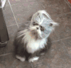 猫咪 喵星人 搞笑 可爱 淘气