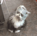 猫咪 喵星人 搞笑 可爱 淘气
