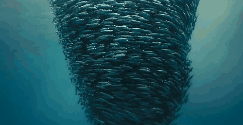 动物 海洋 纪录片 雅克贝汉 鱼群