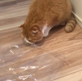 猫咪 打扫 可爱 干净